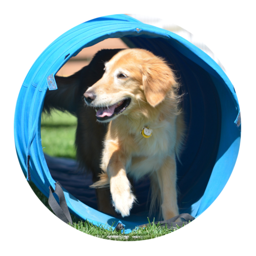 San Diego Pet Training San Diego Pet Training Dog Training