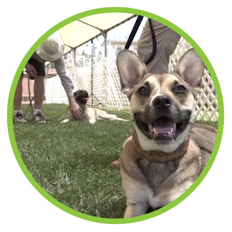 San Diego Pet Training