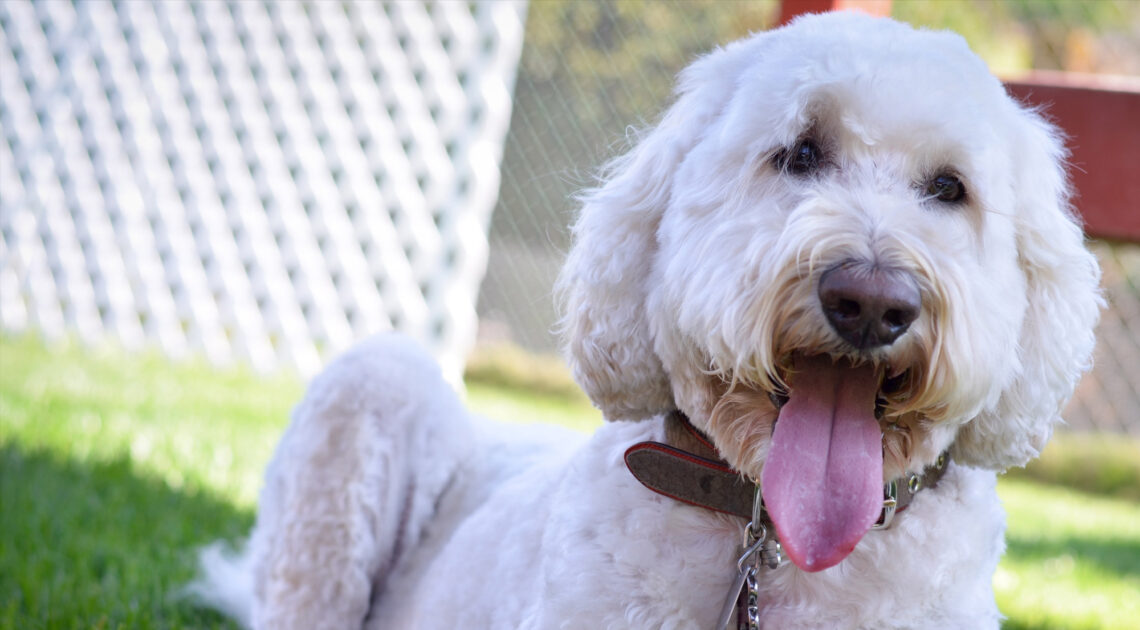 San Diego Pet Training