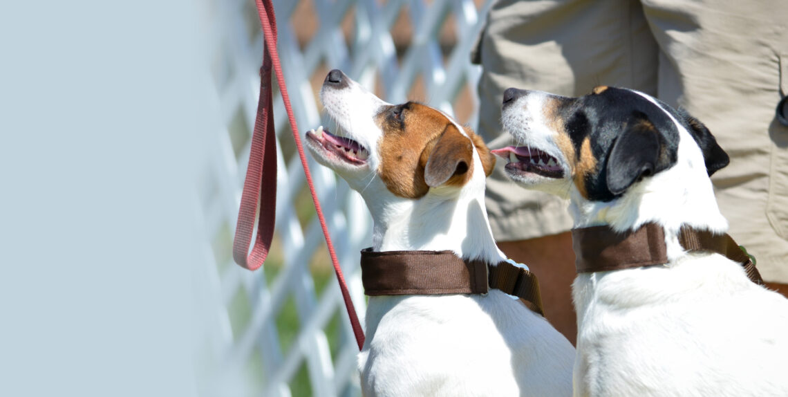 San Diego Pet Training