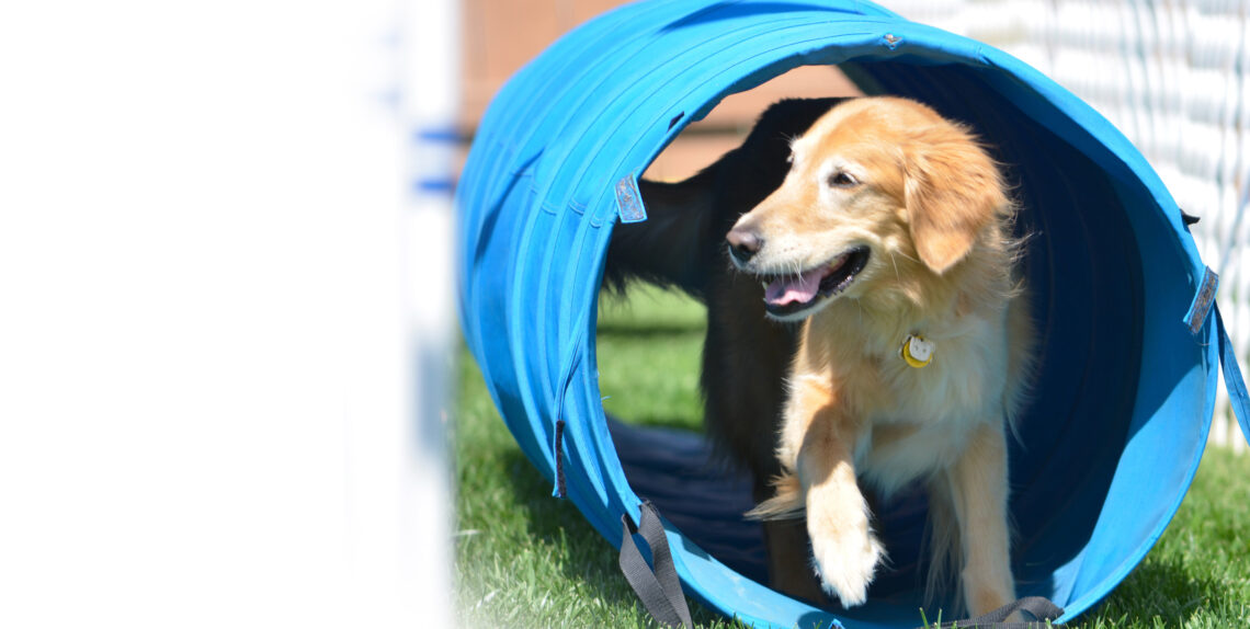 San Diego Pet Training