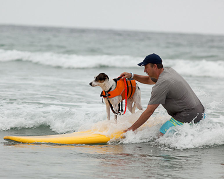 San Diego Pet Training