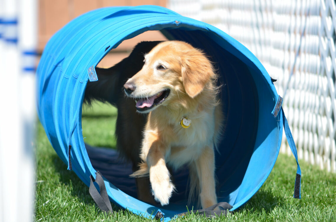 San Diego Pet Training