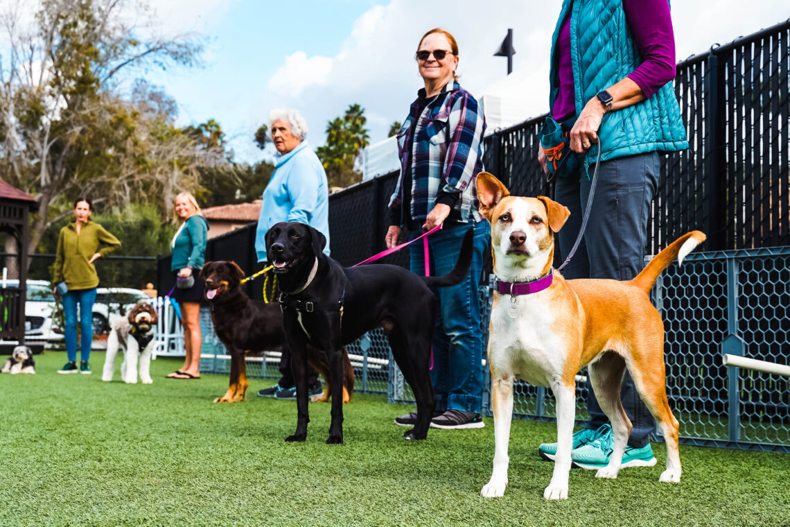 San Diego Pet Training