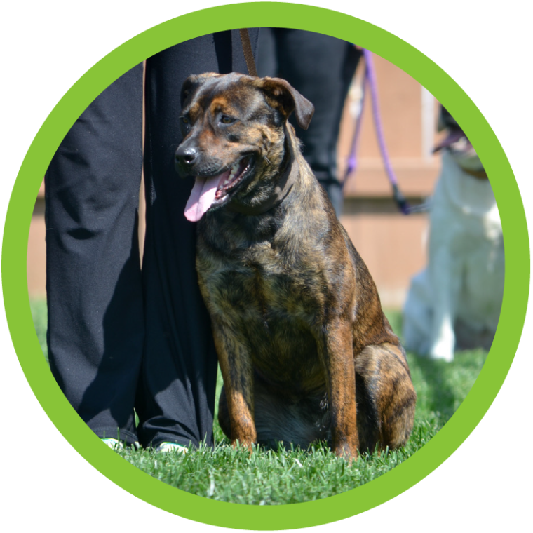 San Diego Pet Training