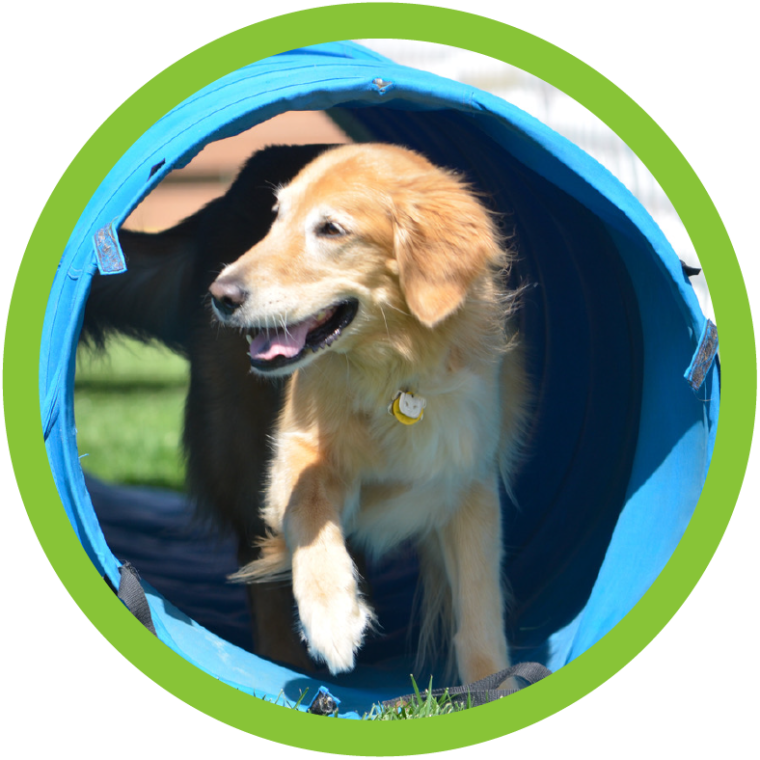 San Diego Pet Training