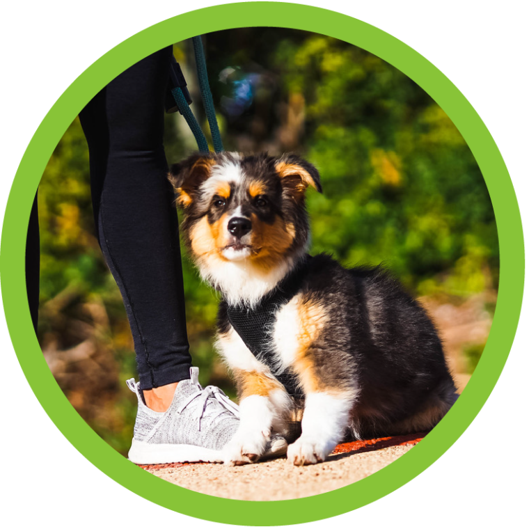 San Diego Pet Training